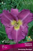 Лилейник гибридный Анчатед Вотерс Лилейник гибридный Анчатед Вотерс