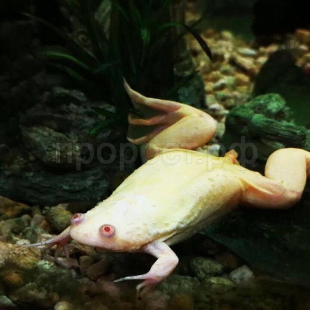 Лягушка Шпорцевая