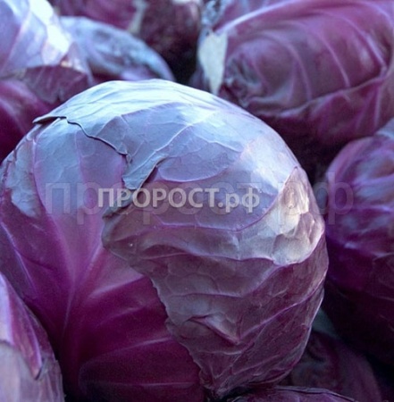 Капуста краснокочанная Марс МС 3г 