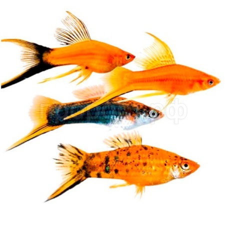 Меченосец ассорти M