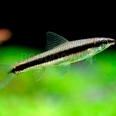 Водорослеед ассорти 4-6см