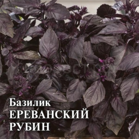 Базилик Ереванский рубин 50 г