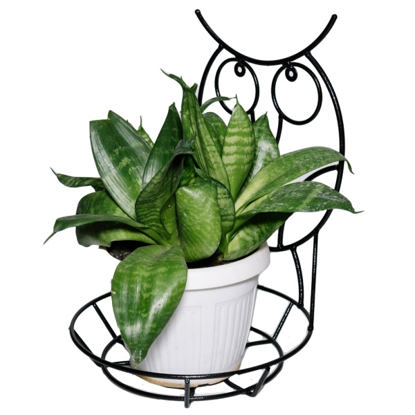 Подставка Настенная РЗДИ Сова 1 горшок черный