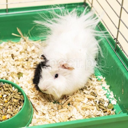 Грызуны Морская свинка