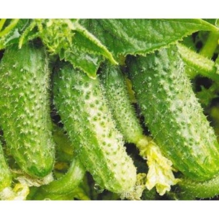 Огурец Атлантис F1 250шт