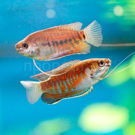 Гурами микс