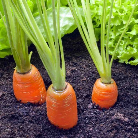 PROROST Морковь Московская зимняя А 515 2г