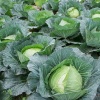 PROROST Капуста белокочанная Июньская 1г