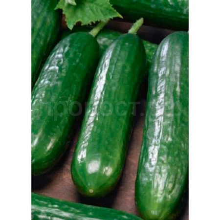 Гавриш Фермерская Огурец Месье Оливье F1 100шт 