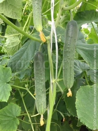 Огурец Апрельский F1 1000 шт