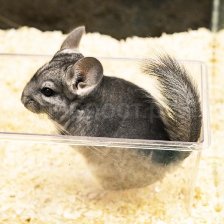 Грызуны Шиншилла