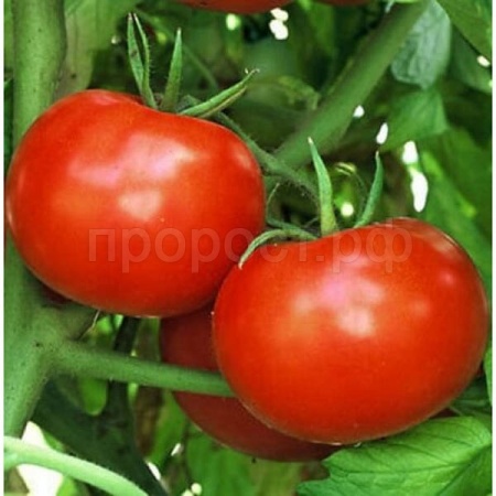 Томат Полфаст F1 1000 шт