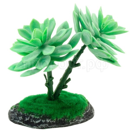 Растение Граптоверия REP15010 150мм Laguna/84045030/Триол