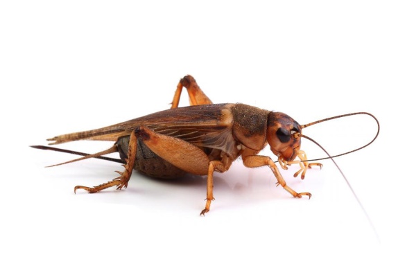 Насекомое Сверчок банановый крупный