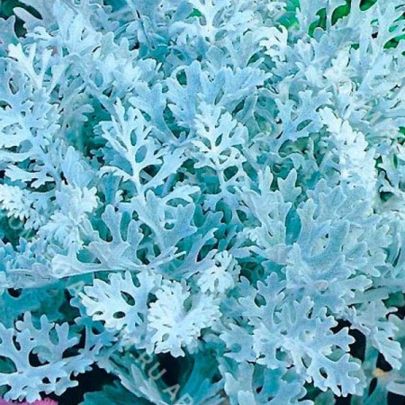 Цинерария Океаника 0,05г 