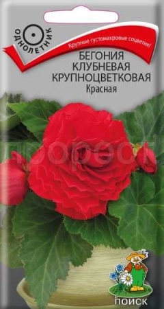 Бегония клубневая крупноцветковая Красная 5шт Бегония клубневая крупноцветковая Красная 5шт
