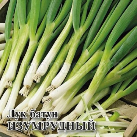 Лук Батун Изумрудный 10 г