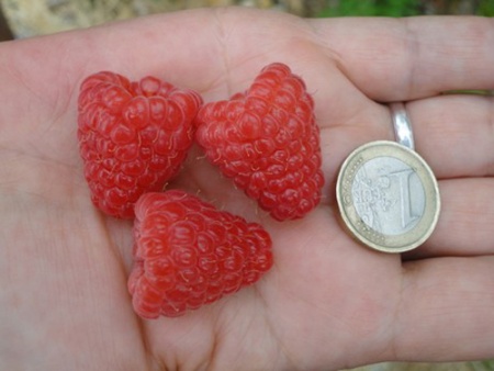 Саженцы Малина Энросадира 820584